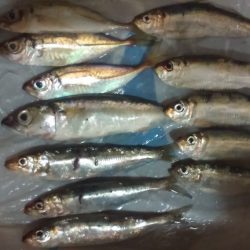 太刀魚のつもりが